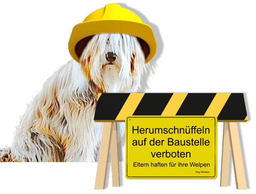 Dog Winston mit Baustellenschild